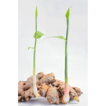 ginger (23)-5020652-92699.webp